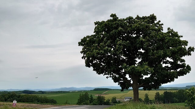 北海道旅行 セブンスターの木
