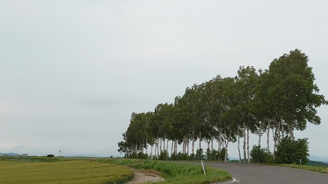 北海道旅行 マイルドセブンの木
