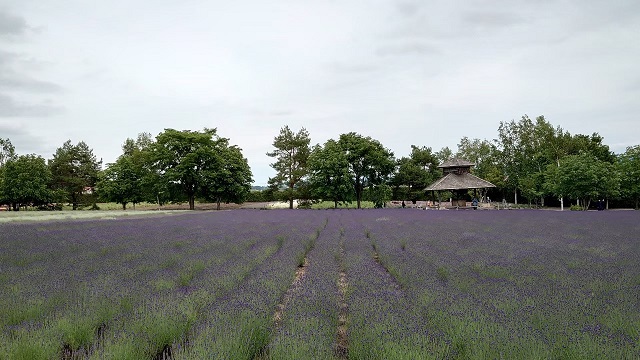 北海道旅行 富良野のファーム富田