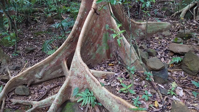 西表島での「サキシマスオウノキ」