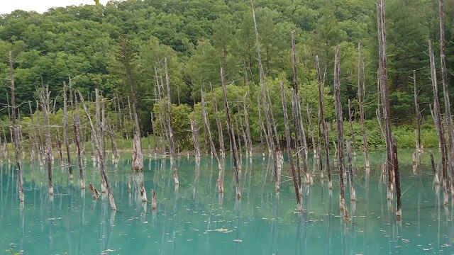 北海道旅行 美瑛の白金青い池