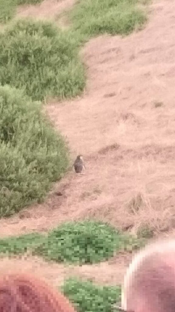 メルボルンのフィリップ島のペンギンパレード