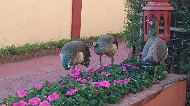 インドのジャイ マハル パレス ホテル (Jai Mahal Palace Hotel)にいた孔雀