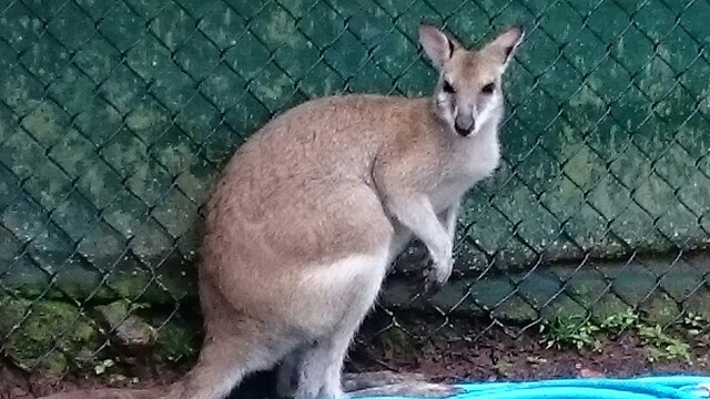 ケアンズのキュランダ村のキュランダ・コアラ・ガーデンズのワラビー