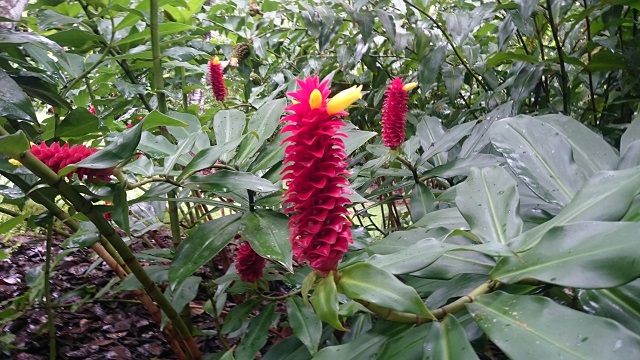 ケアンズのキュランダ村の植物