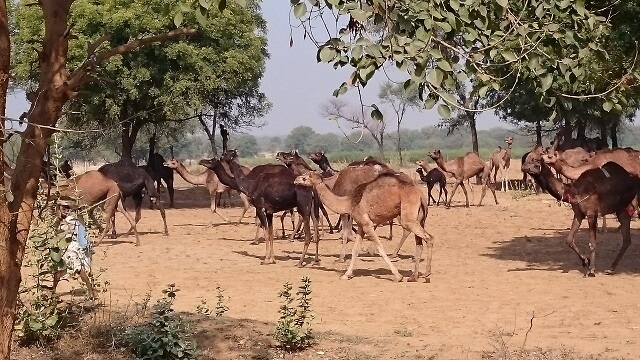 インドの車窓からの景色