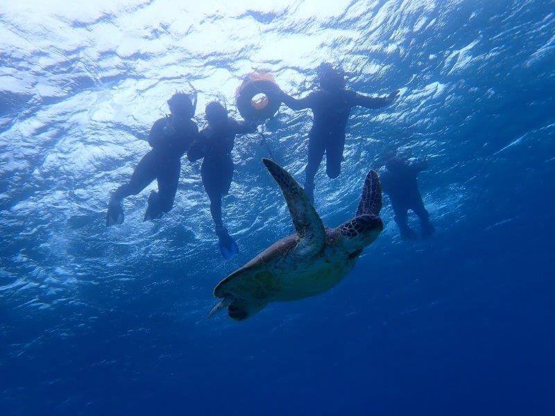 水中カメラで撮影したウミガメとシュノーケリング