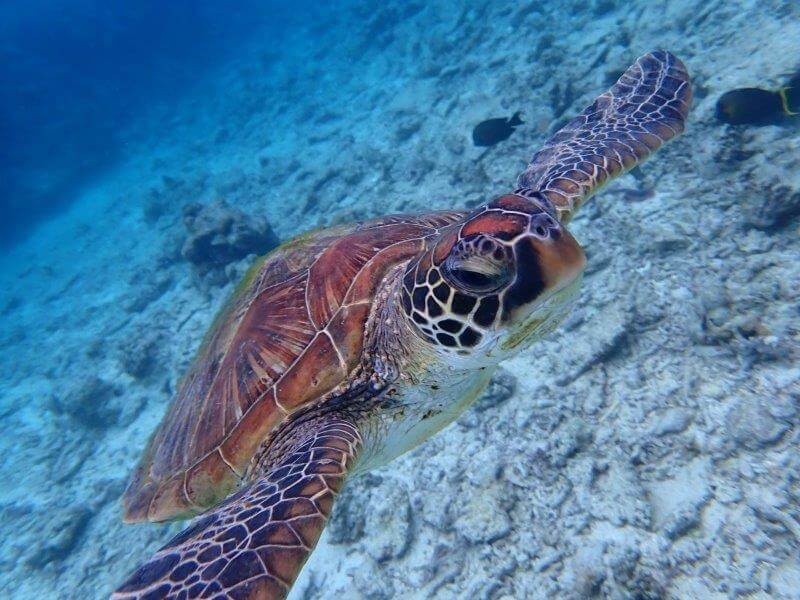 石垣島の大崎ビーチで見たウミガメ