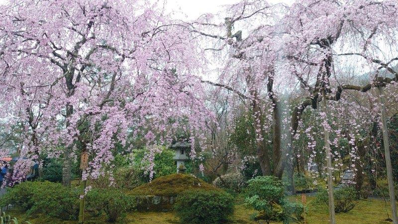 嵐山 天龍寺の枝垂れ桜