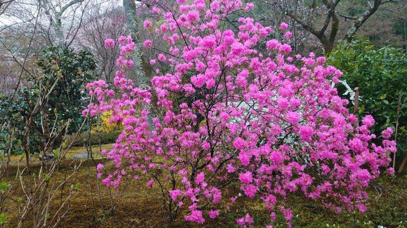 嵐山 天龍寺の境内