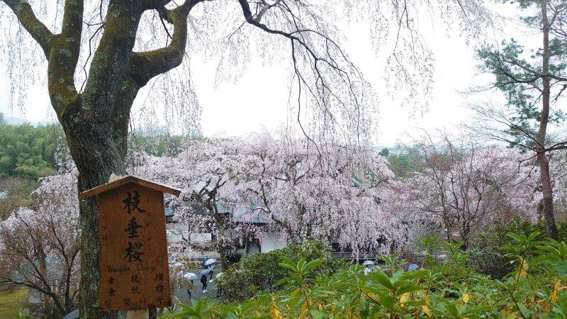 嵐山 天龍寺の枝垂れ桜