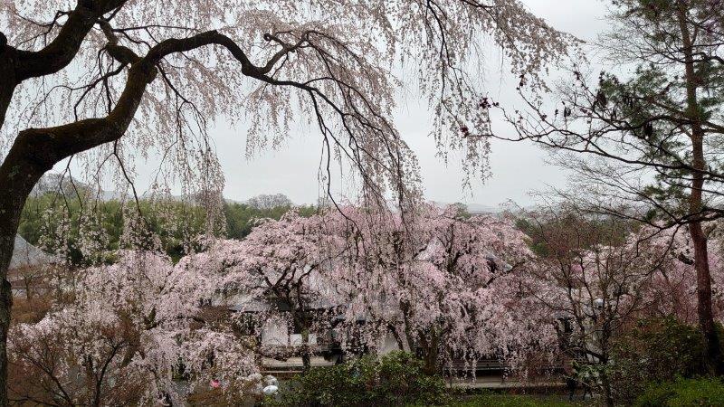 嵐山 天龍寺の枝垂れ桜