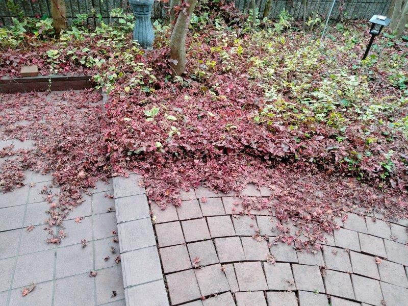 庭の大量の落ち葉