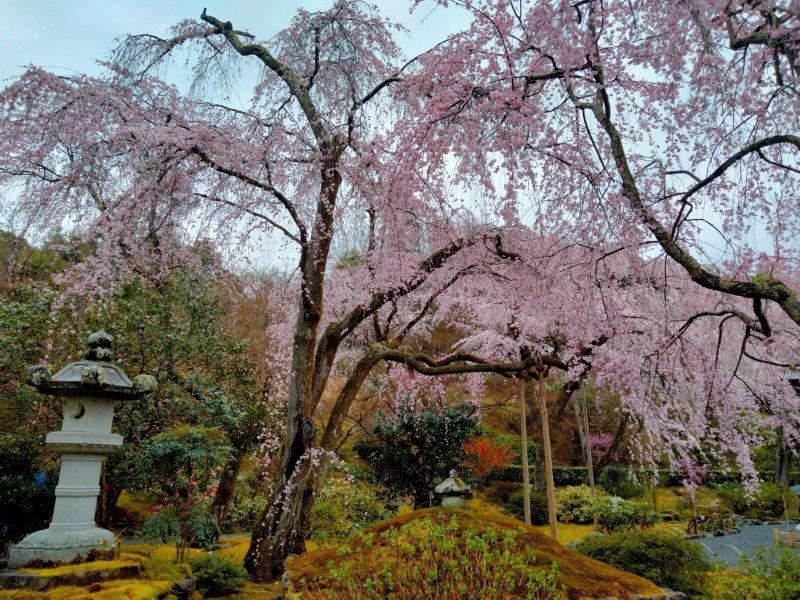 嵐山 天龍寺の枝垂れ桜