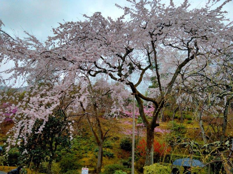 嵐山 天龍寺の枝垂れ桜