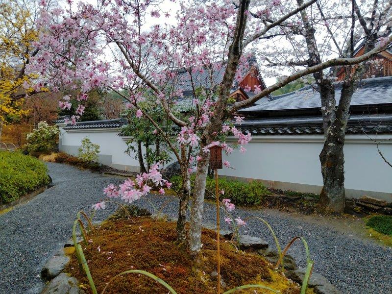 嵐山 天龍寺の境内