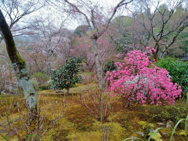 嵐山 天龍寺の境内