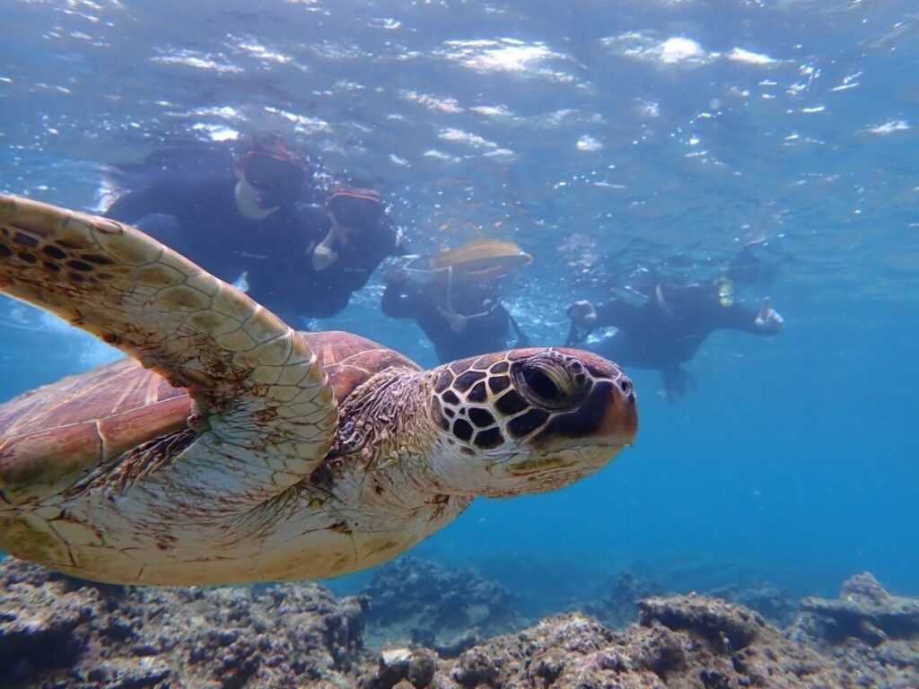 石垣島 水中カメラで撮影したウミガメとシュノーケリング