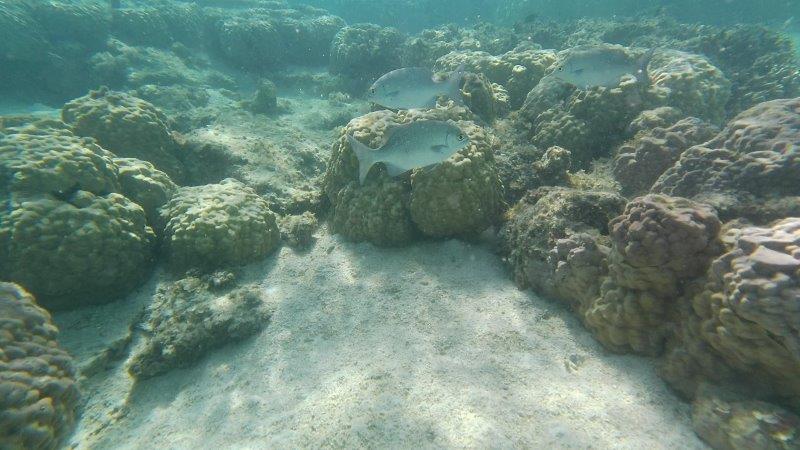 新城海岸（あらぐすくかいがん）で撮影した大きな魚