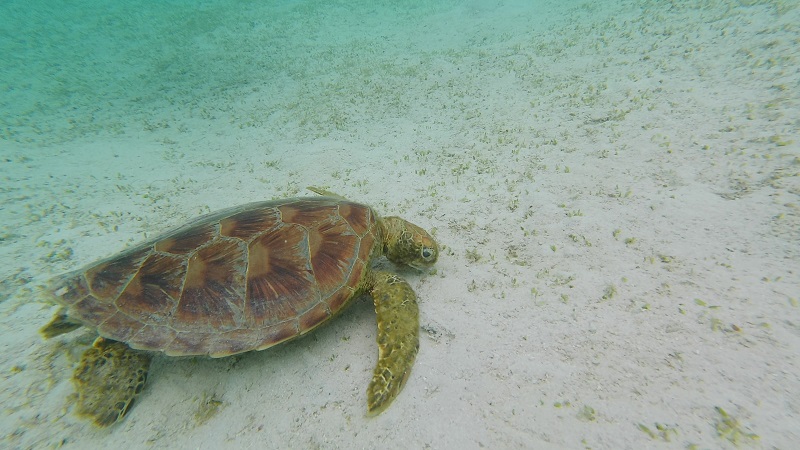 新城海岸（あらぐすくかいがん）で撮影したウミガメ