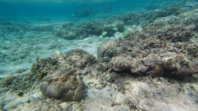 宮古島の保良泉ビーチでのシュノーケリングで見た熱帯魚