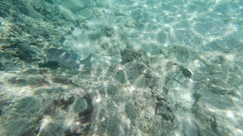 宮古島の保良泉ビーチでのシュノーケリングで見た大きな魚