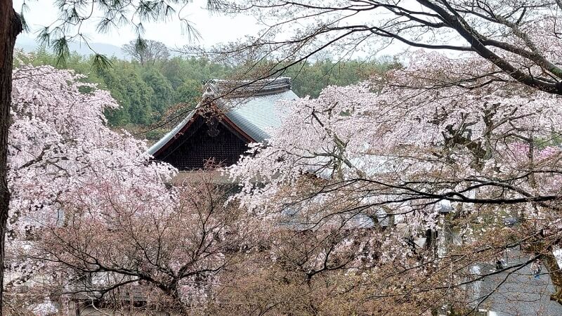 嵐山　天龍寺の枝垂れ桜