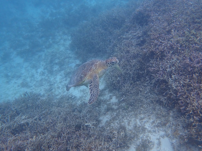 用安海岸でのシュノーケリングで見たウミガメ